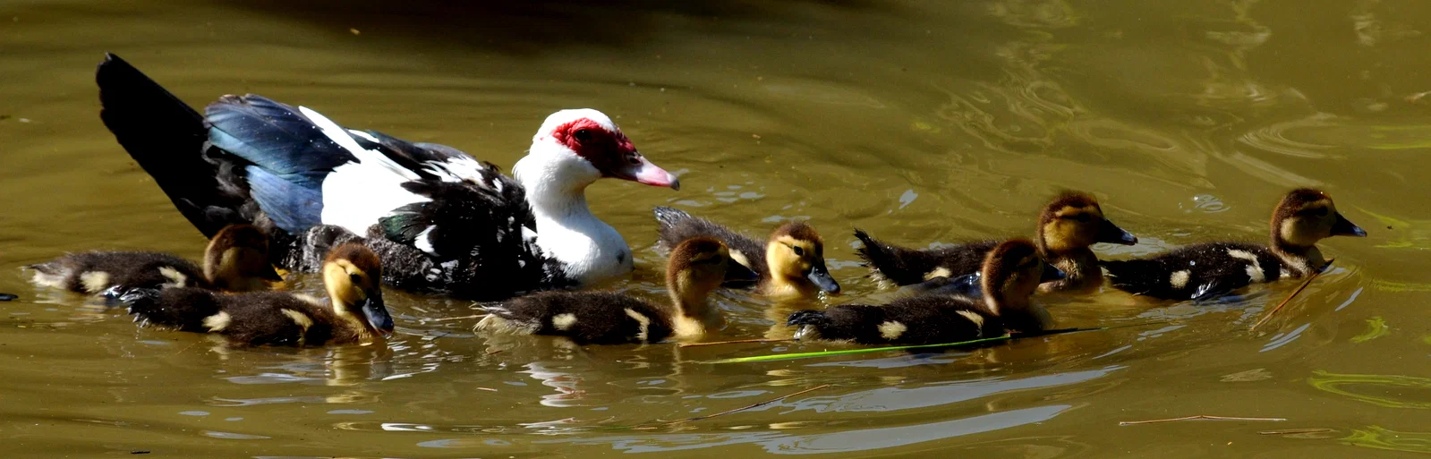 Photo du film : La vie sauvage des animaux domestiques 