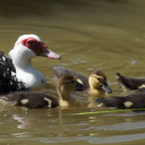 Photo du film : La vie sauvage des animaux domestiques 