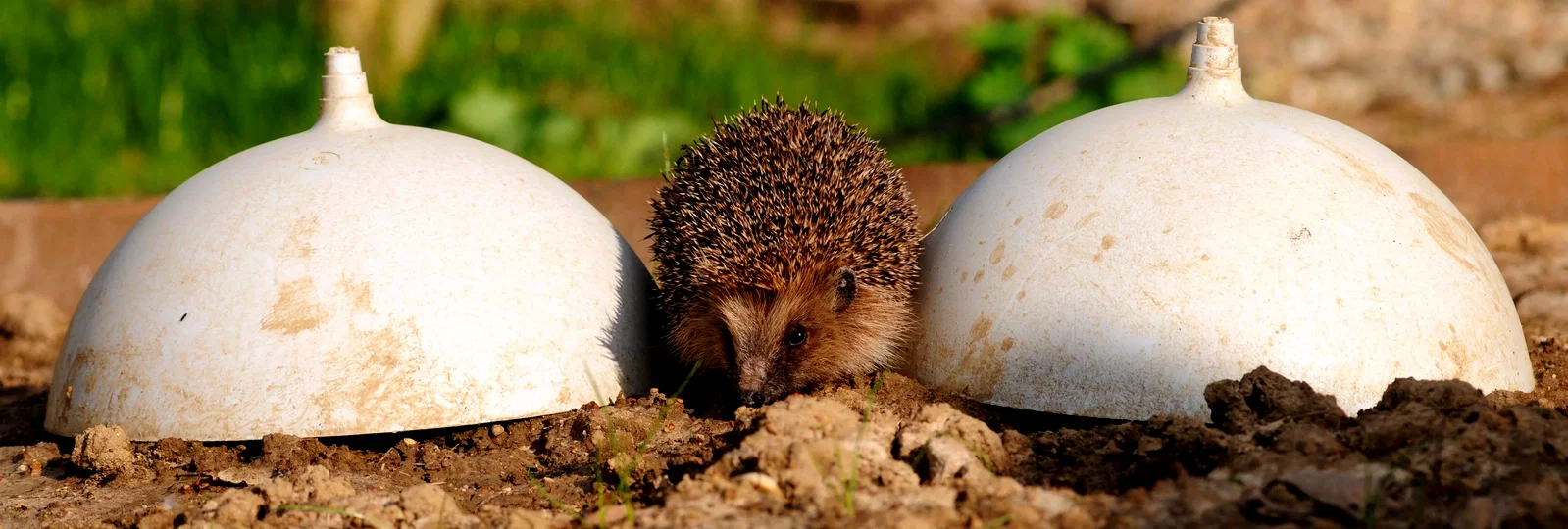 Photo du film : La vie sauvage des animaux domestiques 