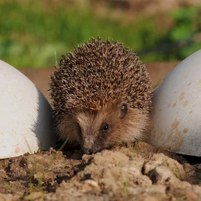 Photo du film : La vie sauvage des animaux domestiques 