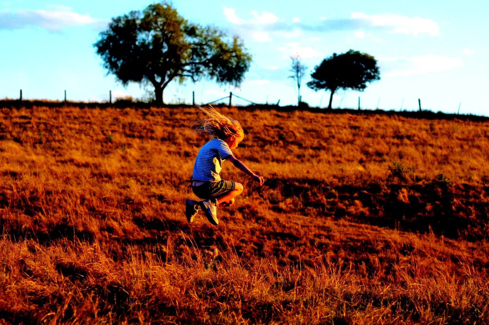 Photo 7 du film : L'arbre 