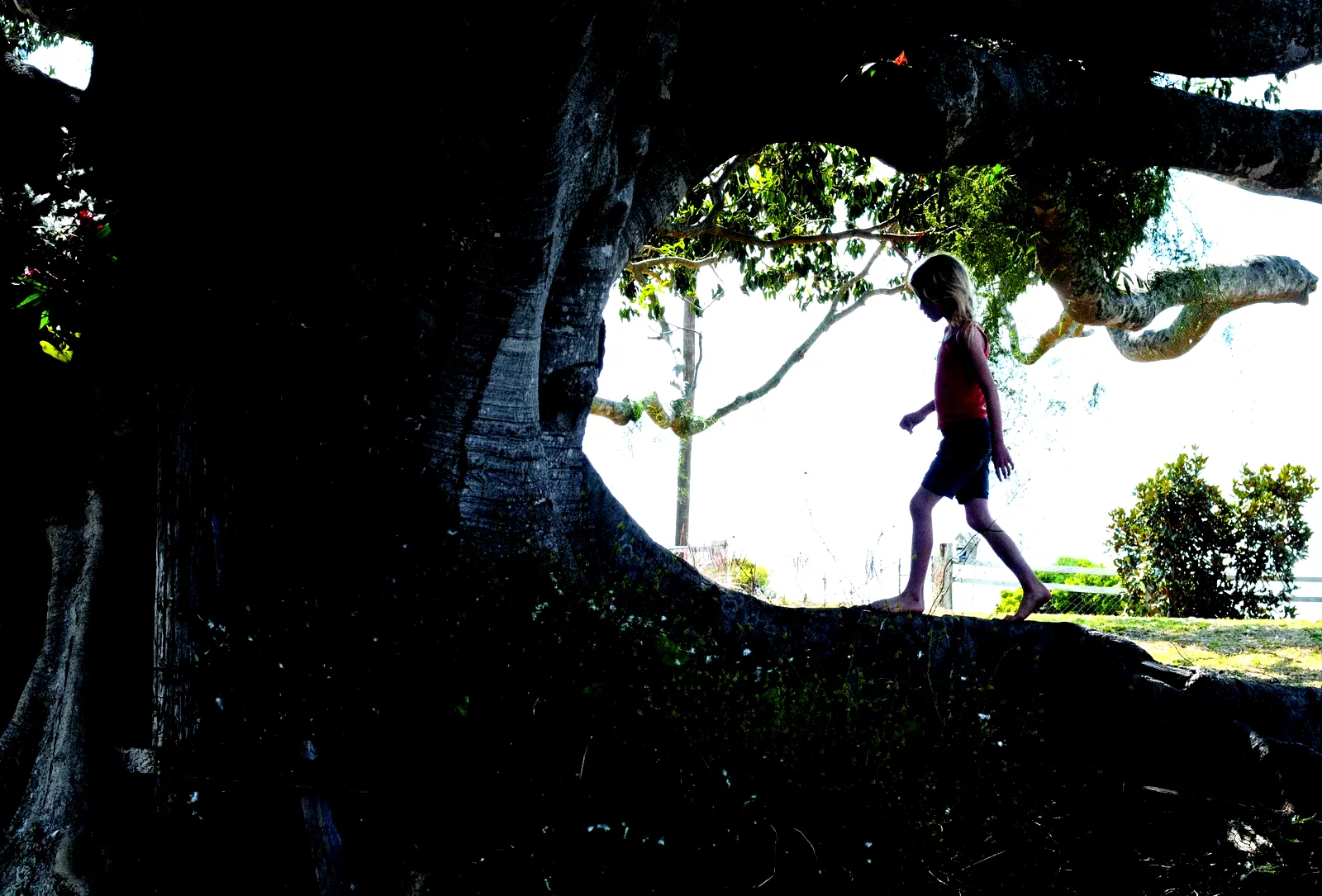 Photo 10 du film : L'arbre 