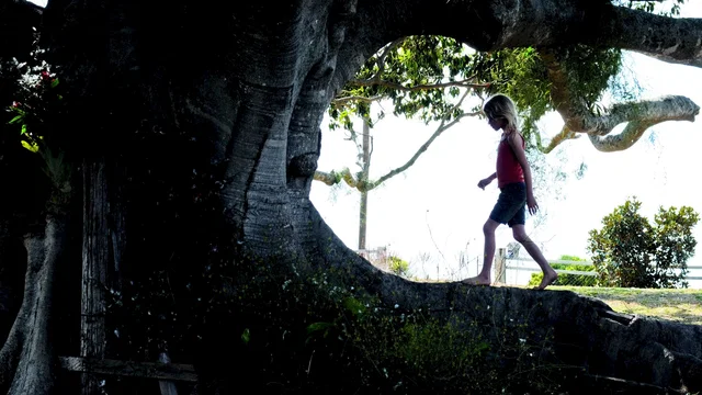 Photo 10 du film : L'arbre 