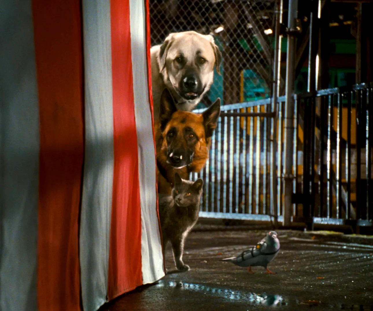 Photo du film : Comme chiens et chats - La Revanche de Kitty Galore 