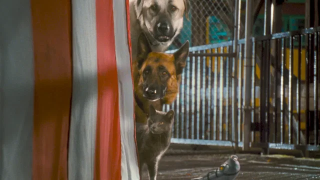 Photo du film : Comme chiens et chats - La Revanche de Kitty Galore 