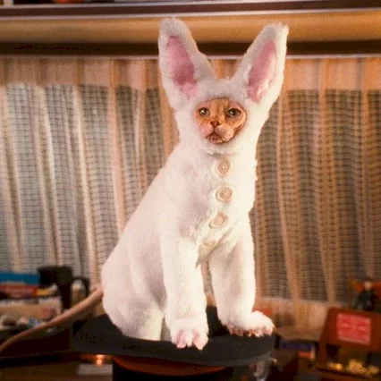 Miniature photo du film : Comme chiens et chats - La Revanche de Kitty Galore 