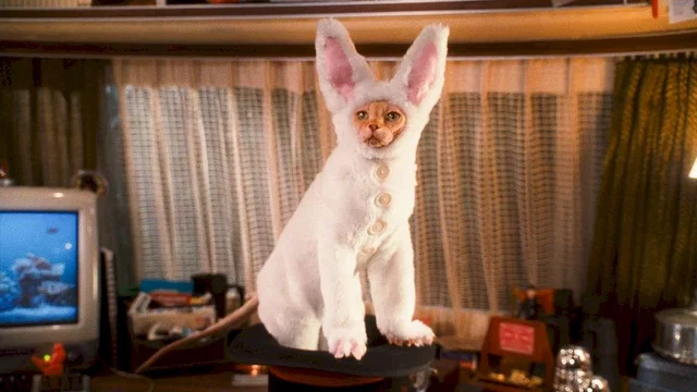Photo du film : Comme chiens et chats - La Revanche de Kitty Galore 