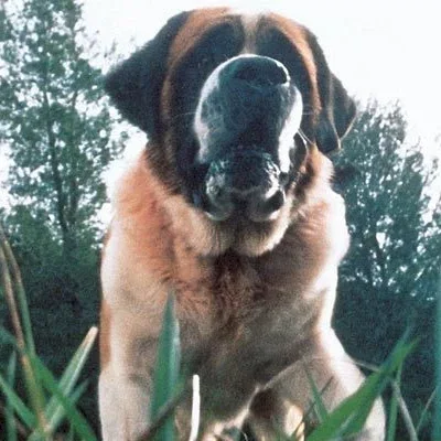 Miniature photo du film : Cujo