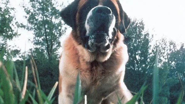 Photo du film : Cujo