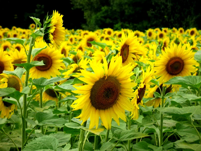 Photo 3 du film : Small is beautiful