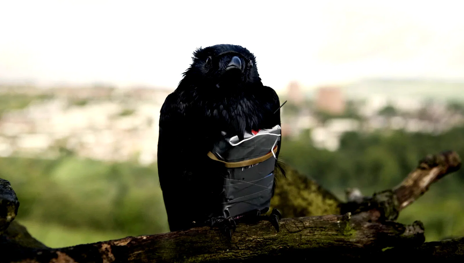 Photo 2 du film : We are four Lions