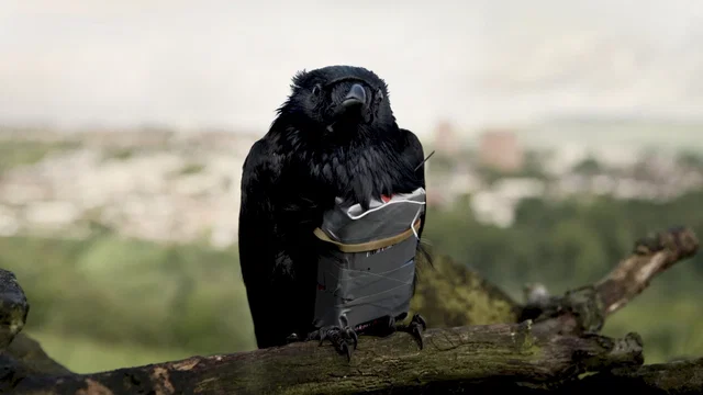 Photo du film : We are four Lions