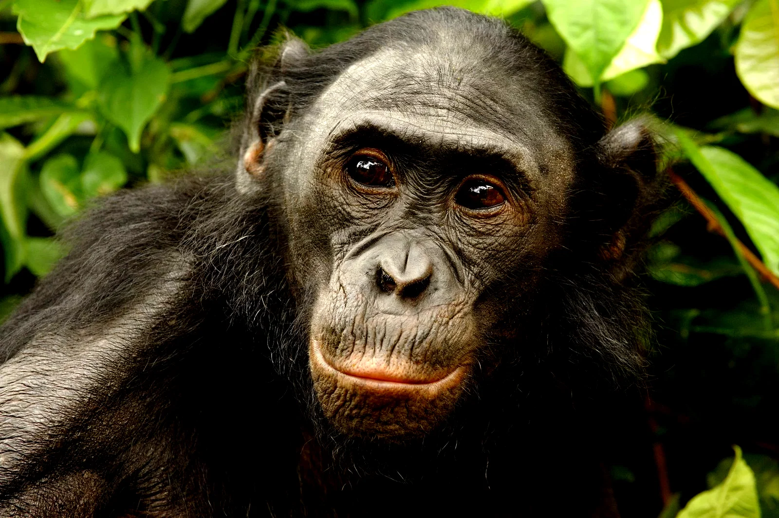 Photo 16 du film : Bonobos
