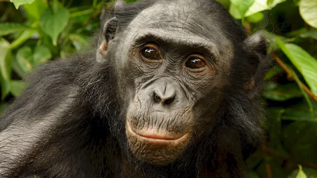 Photo du film : Bonobos