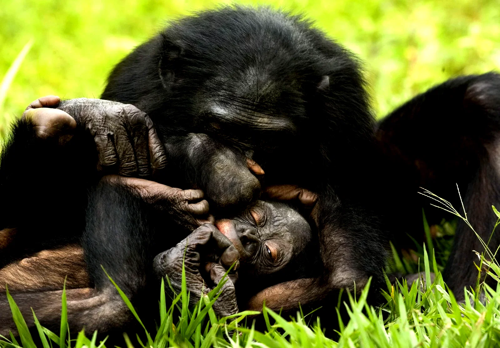 Photo 4 du film : Bonobos