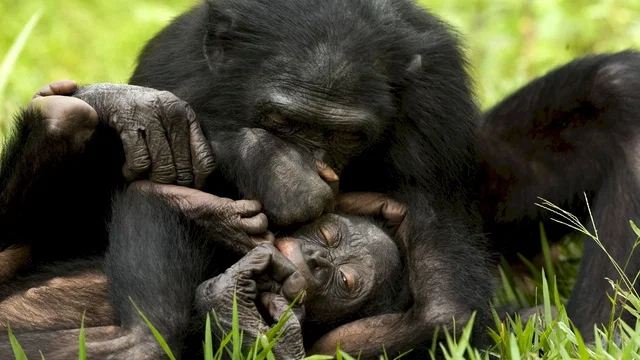 Photo du film : Bonobos