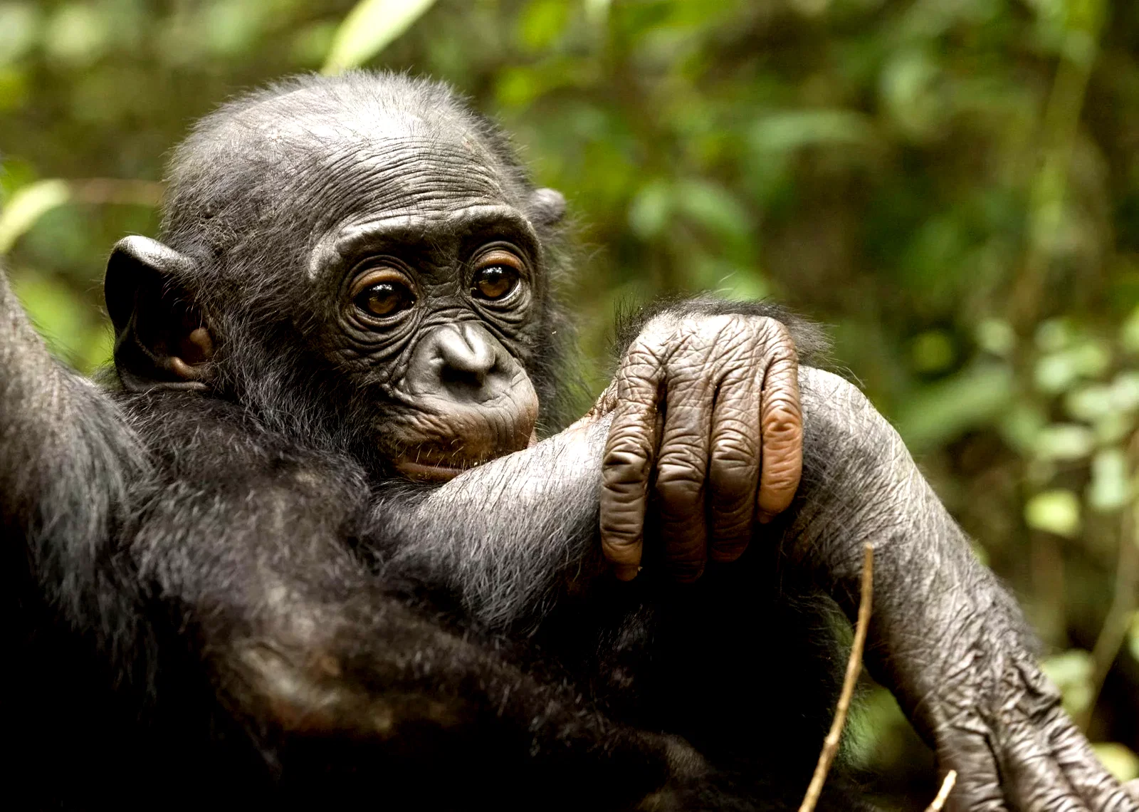 Photo 5 du film : Bonobos