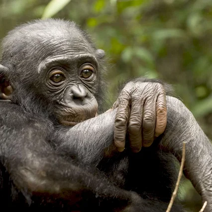Miniature photo du film : Bonobos