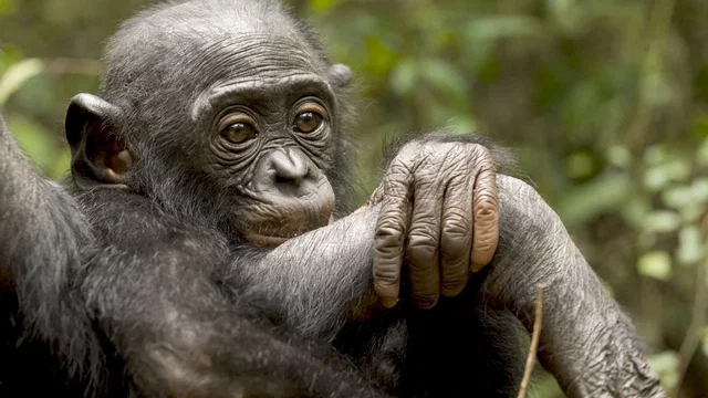 Photo du film : Bonobos
