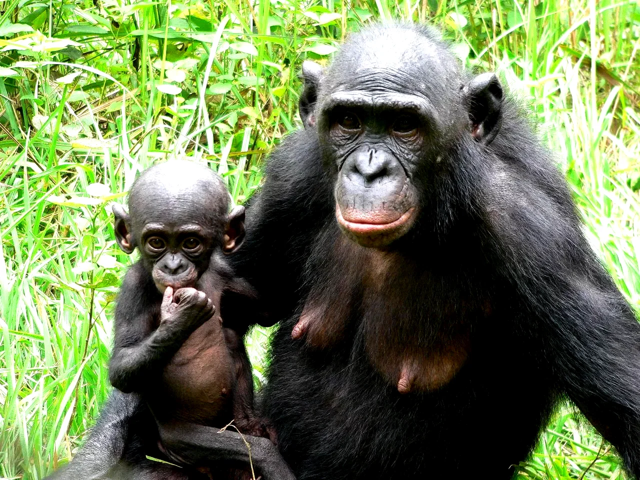Photo 6 du film : Bonobos