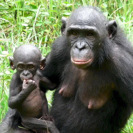 Miniature photo du film : Bonobos