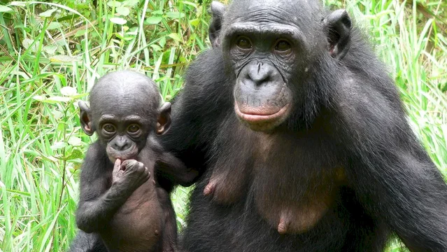 Photo du film : Bonobos