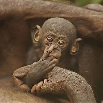 Miniature photo du film : Bonobos