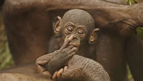 Photo du film : Bonobos