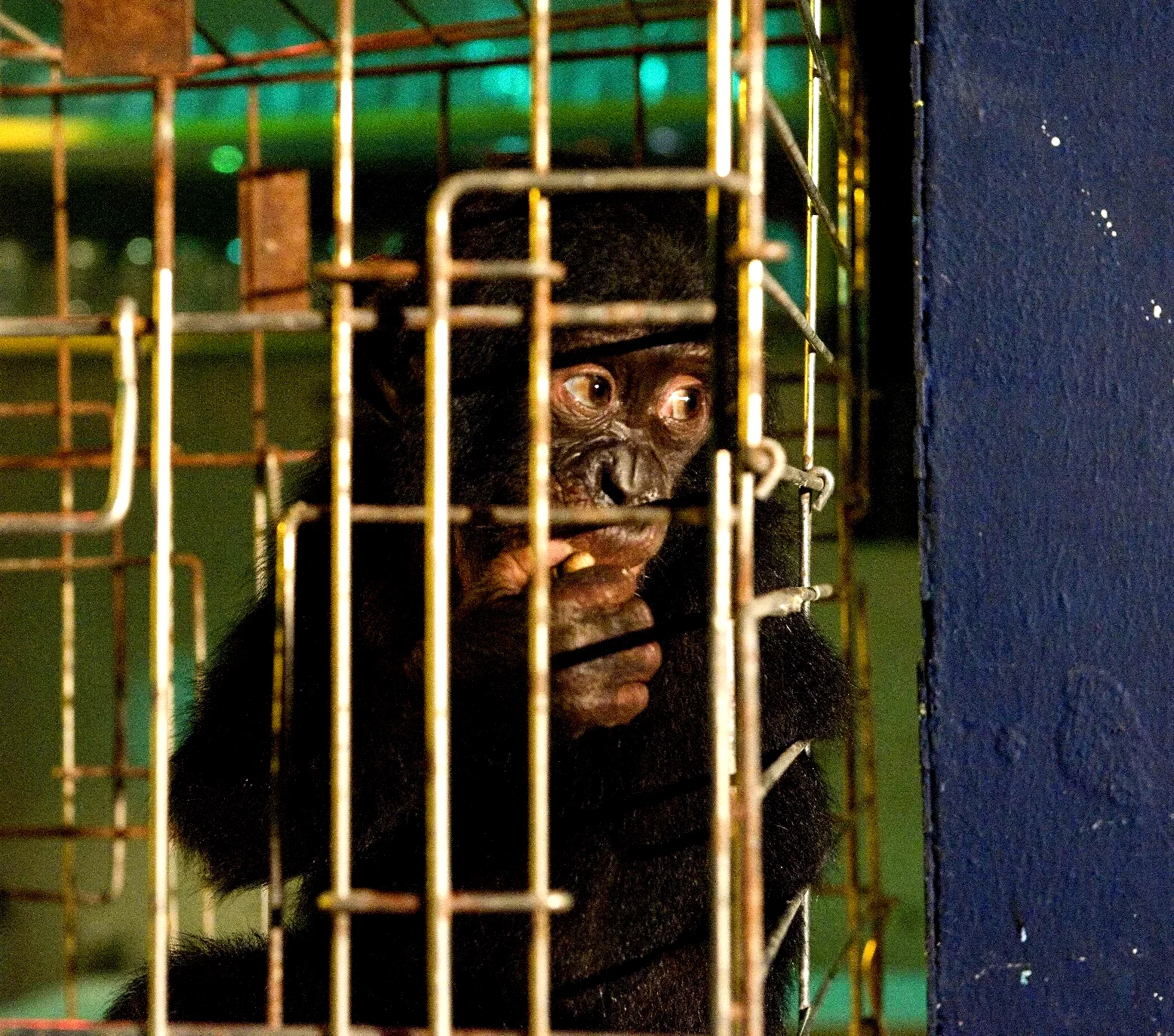 Photo 9 du film : Bonobos