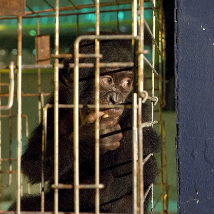 Miniature photo du film : Bonobos