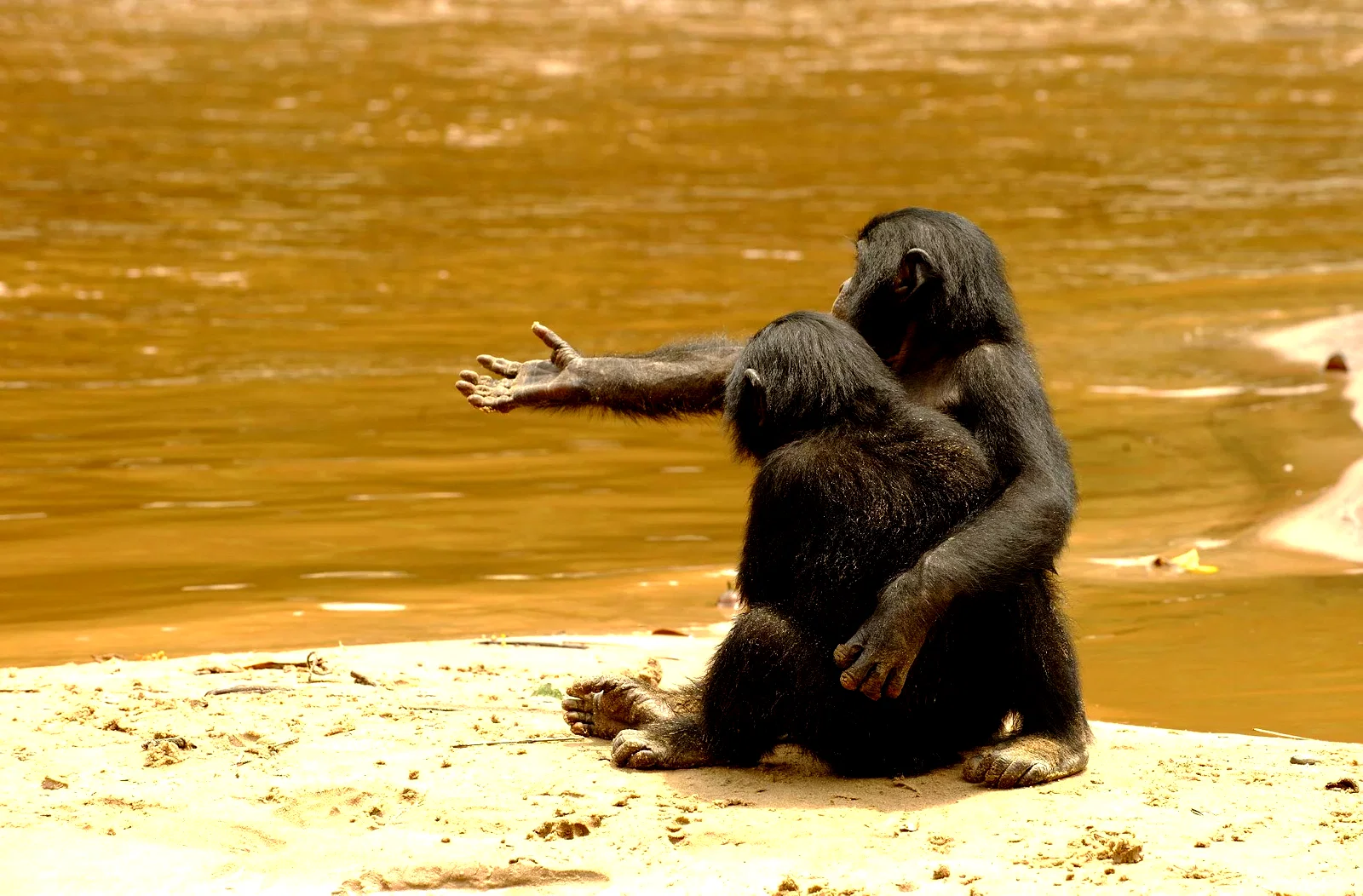 Photo 10 du film : Bonobos