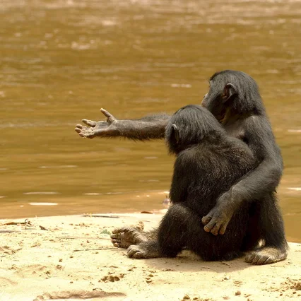 Miniature photo du film : Bonobos