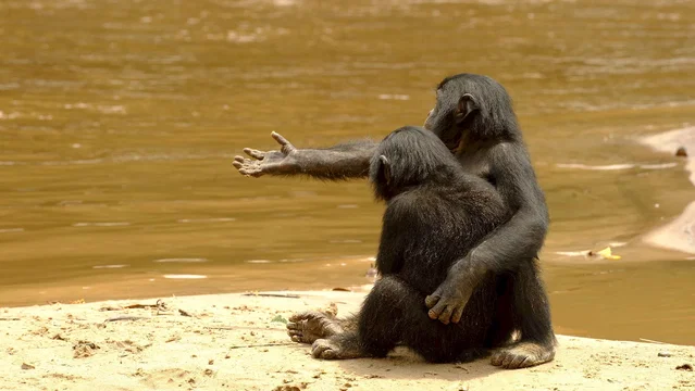 Photo du film : Bonobos