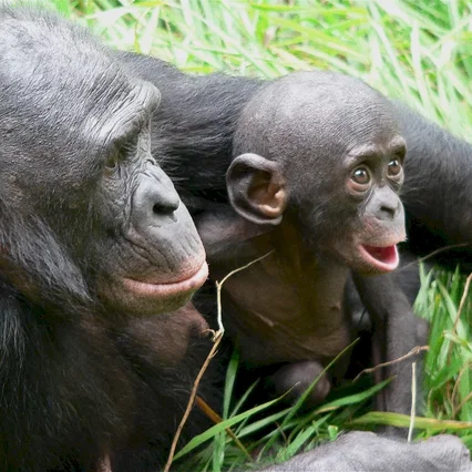 Miniature photo du film : Bonobos