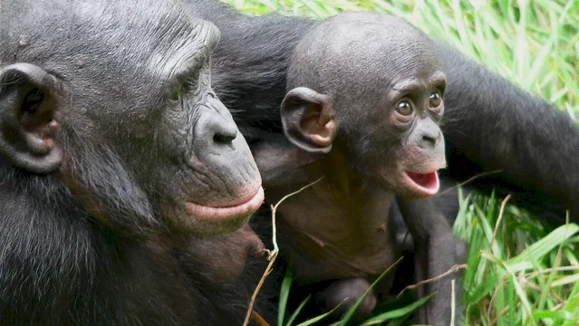 Photo du film : Bonobos