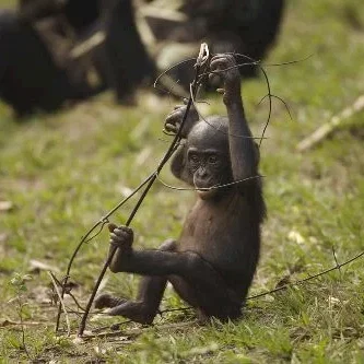 Miniature photo du film : Bonobos