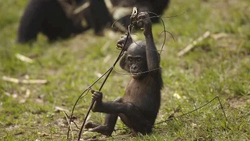 Photo du film : Bonobos