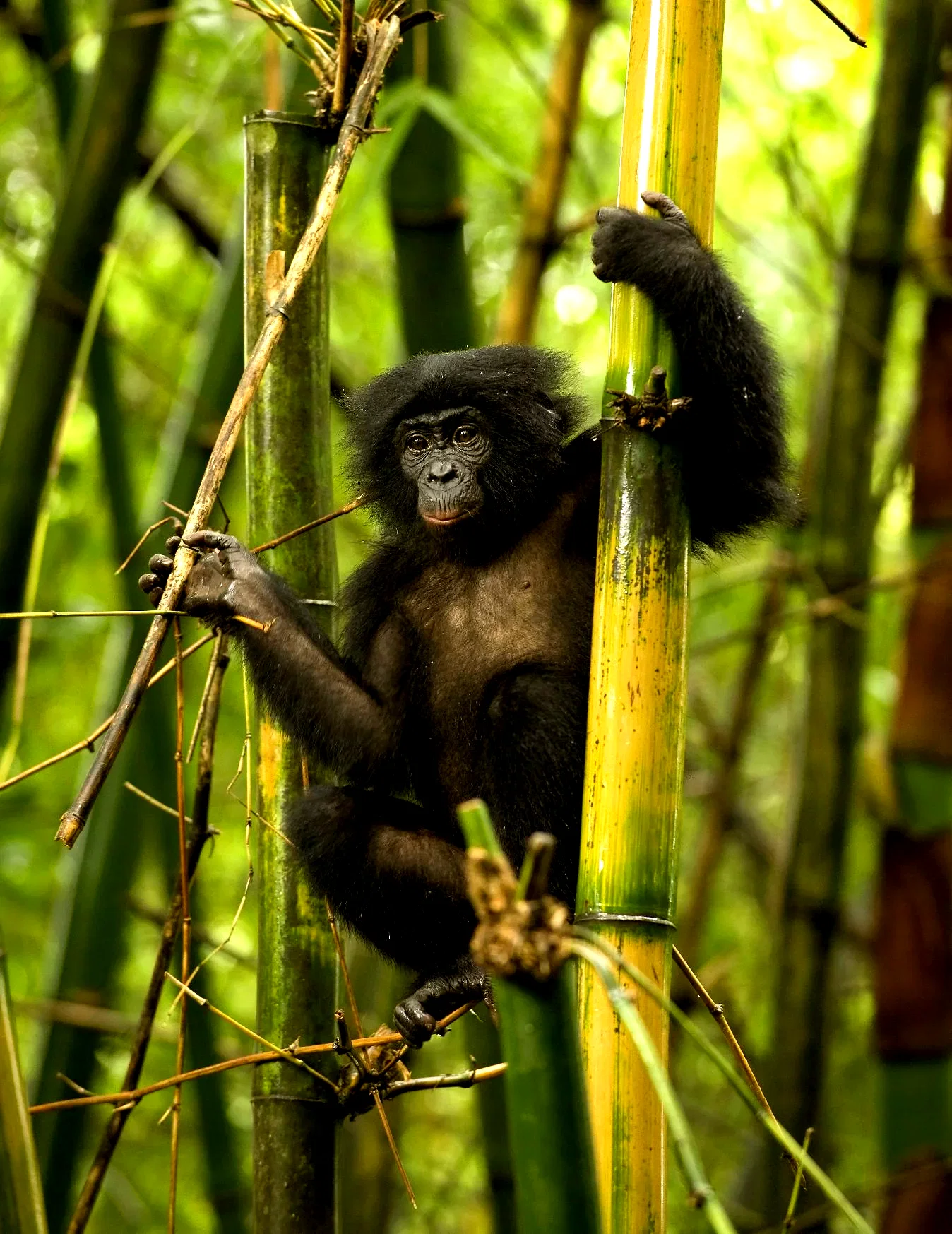 Photo 15 du film : Bonobos
