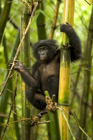 Photo du film : Bonobos