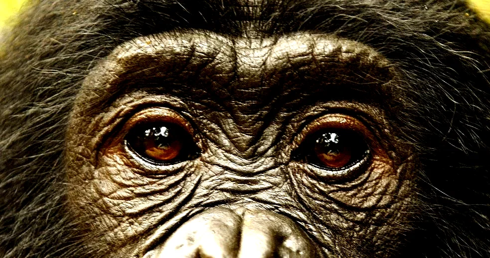Photo 19 du film : Bonobos
