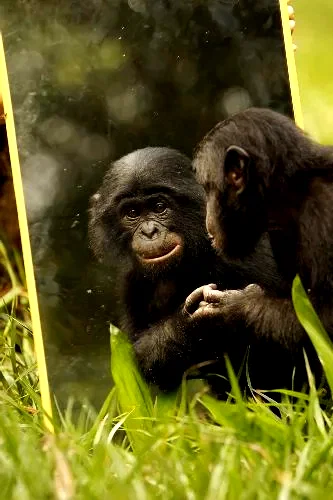 Photo 18 du film : Bonobos