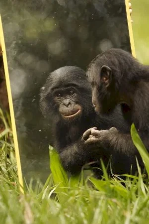 Photo du film : Bonobos