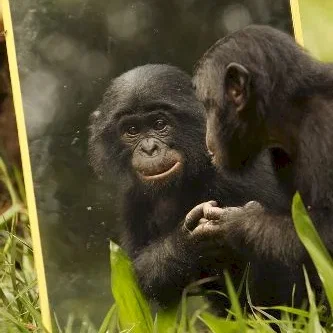 Miniature photo du film : Bonobos