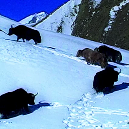 Miniature photo du film : La Traversée du Zanskar