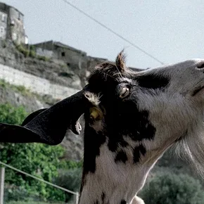 Photo du film : Le Quattro volte