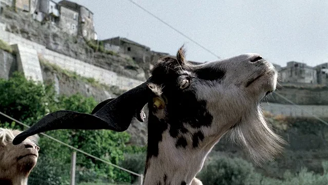 Photo du film : Le Quattro volte
