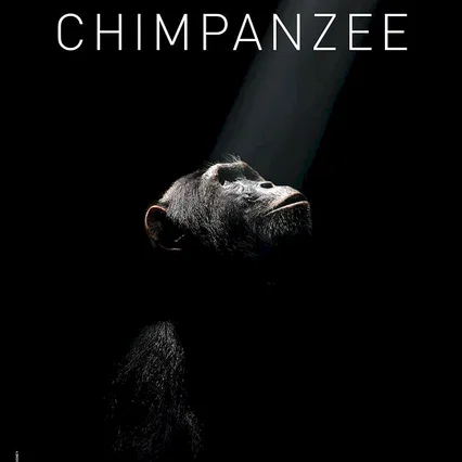 Miniature photo du film : Chimpanzés