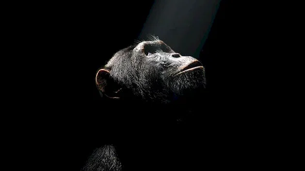 Affiche du film : Chimpanzés