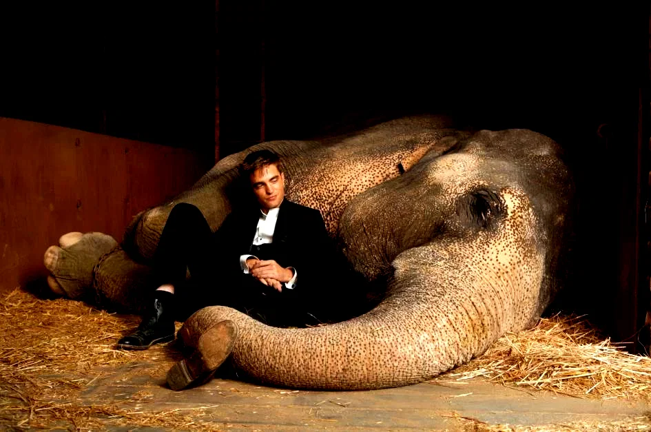 Photo 6 du film : De l'eau pour les éléphants