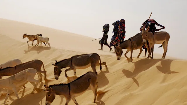Photo du film : Vents de sable, femmes de roc
